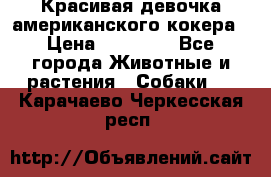 Красивая девочка американского кокера › Цена ­ 35 000 - Все города Животные и растения » Собаки   . Карачаево-Черкесская респ.